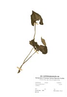 藏品(大花細辛)的圖片